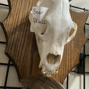 TAXIDERMY BLACK BEAR SKULL ON PLAQUE
