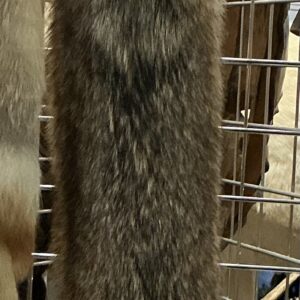 TAXIDERMY LARGE THICK COYOTE PELT