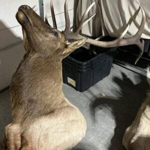 TAXIDERMY ROOSEVELT ELK SHOULDER MOUNT