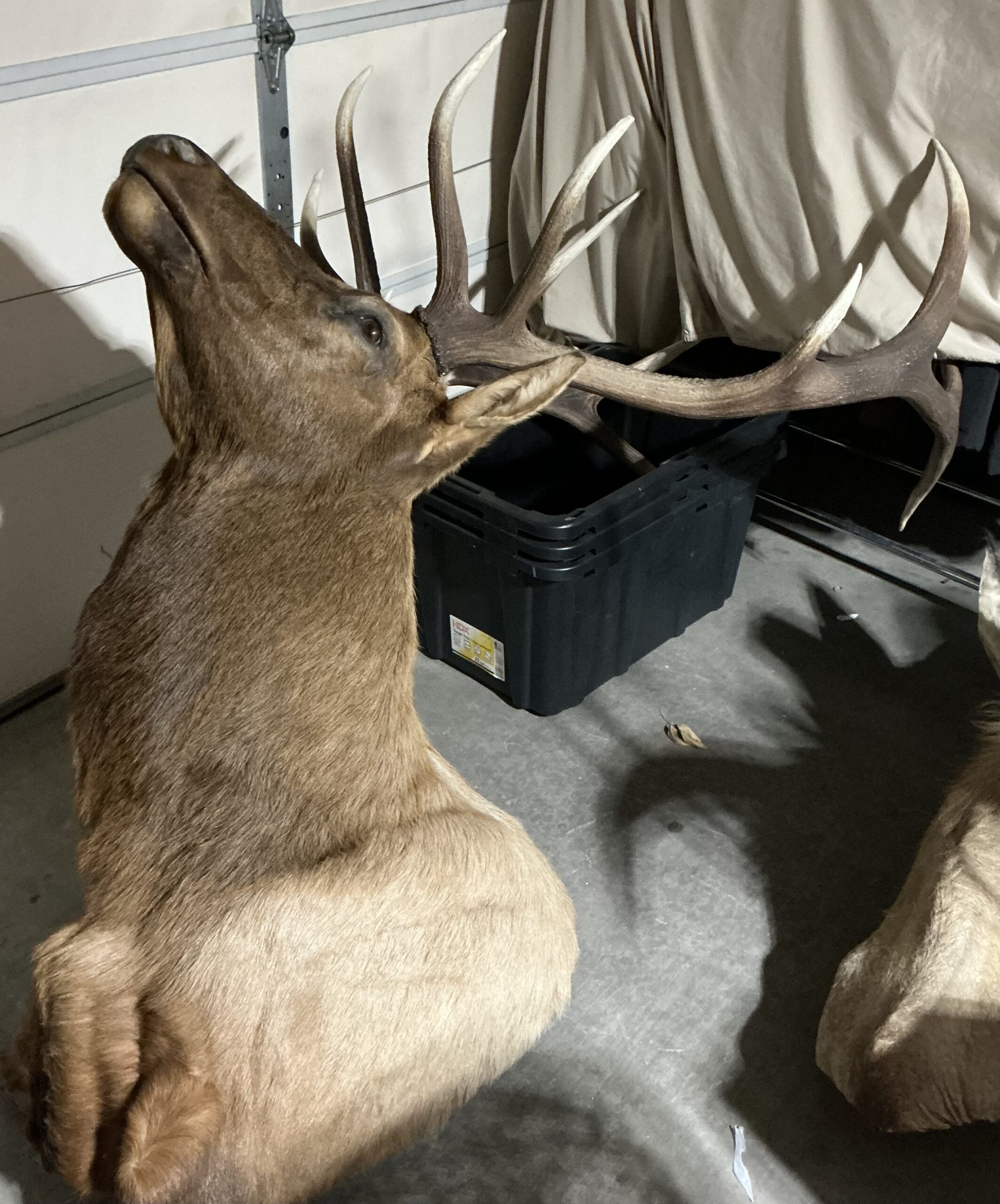 TAXIDERMY ROOSEVELT ELK SHOULDER MOUNT